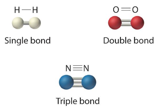 H2 has a single bond, O2 has a double bond, N2 has a triple bond.