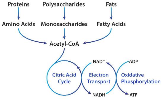 Biochemistry_Page_557_Image_0003.jpg