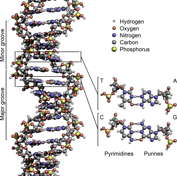 604PX-DNA_Structure+llave+etiquetado.pn_nobb.png