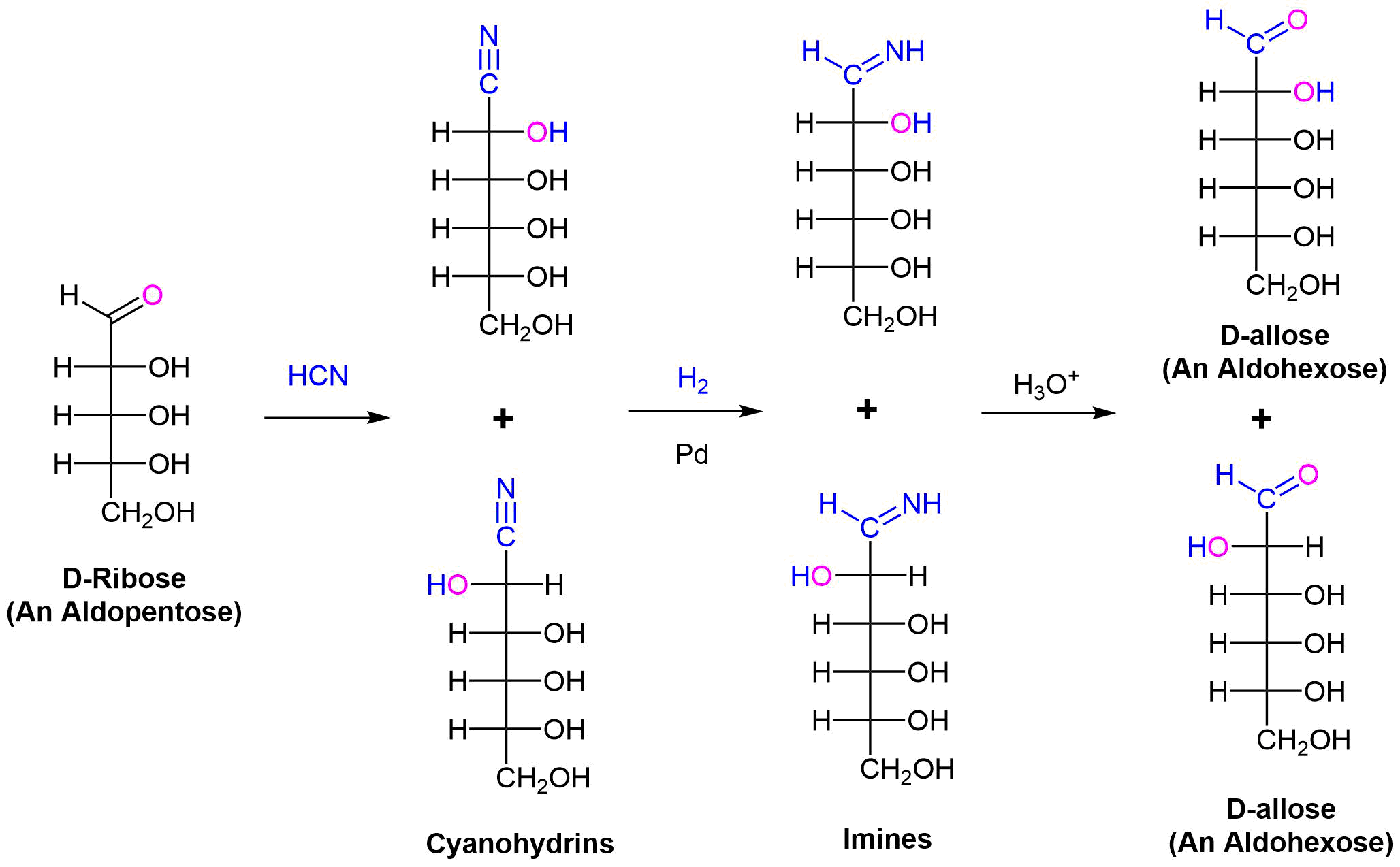 Kiliani-Fischer synthesis.png