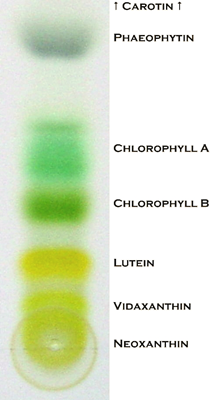 Separación de componentes de clorofila por cromatografía en papel