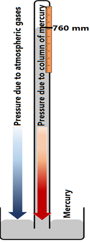 Pressure due to atmospheric gases presses on mercury at the base of the barometer forcing the mercury in the column to rise.