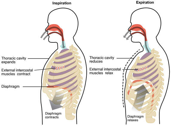 During inhalation, the thoracic cavity expands, external intercostal muscles contract, and the diaphragm contracts. During exhalation, the thoracic cavity reduces, external intercostal muscles relax, and the diaphragm relaxes.