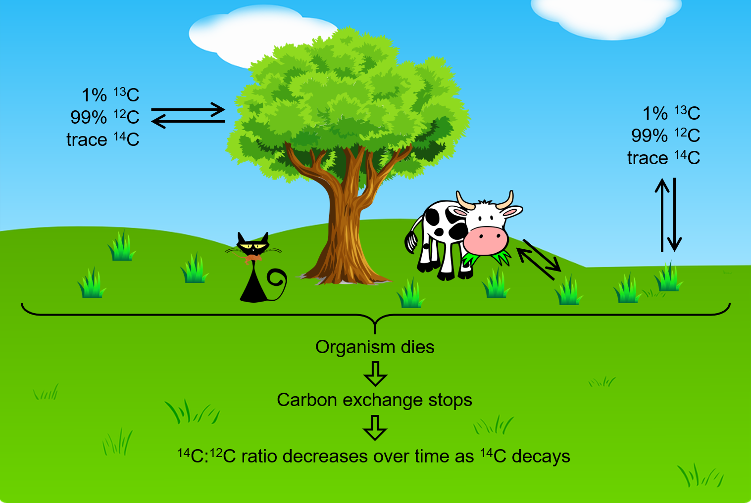 Image of a cow and tree in a field of grass. Double sided arrows point from the air to the tree. The arrows are labeled 1% carbon 13, 99% carbon 12, and trance carbon 14. Double sided arrows with the same label point from the air to the grass. The cow is seen eating the grass with double sided arrows as well. Beneath the ground, text reads "organism dies. Carbon exchange stops, C14 to C12 ratio decreases over time as C14 decays.