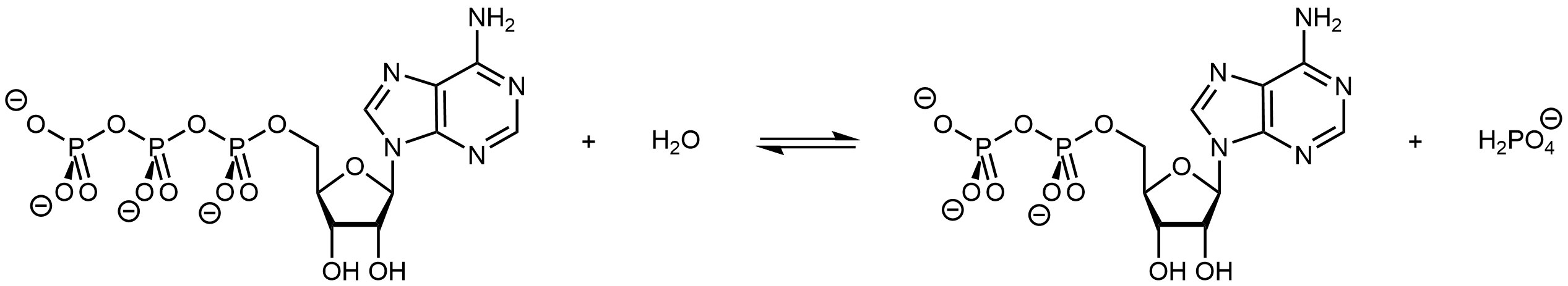 Reaction diagram of the hydrolysis of ATP forming ATP and H2PO4-.