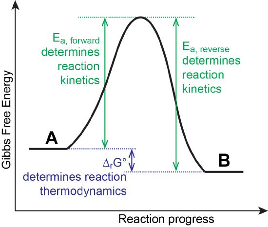 Graph of Gibbs Free Energy as a function of reaction progress for reactant A and product B. Text on the curve reads "E A forward determines reaction kinetics" and "E A reverse determines reaction kinetics." There is a larger gap between the energy of product B and the activation energy than between reactant A and activation energy.