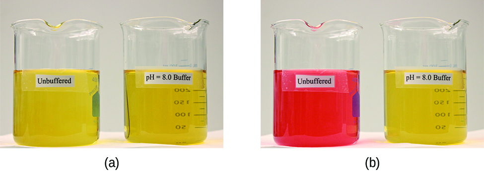 Se muestran dos imágenes. La imagen a de la izquierda muestra dos vasos de precipitados que contienen soluciones amarillas cada uno. El vaso de precipitados de la izquierda está etiquetado como “Sin búfer” y el vaso de precipitados de la derecha está etiquetado como “p H es igual a 8,0 búfer”. La imagen b muestra de manera similar 2 vasos de precipitados. El vaso de precipitados de la izquierda contiene una solución de color naranja brillante y está etiquetado como “Sin búfer”. El vaso de precipitados de la derecha está etiquetado como “p H es igual a 8,0 búfer”.
