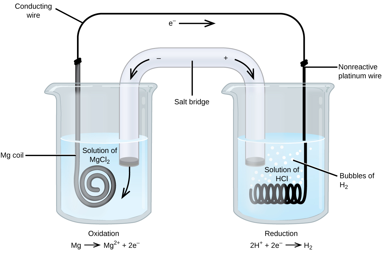 Esta figura contiene un diagrama de una celda electroquímica. Se muestran dos vasos de precipitados. Cada uno está poco más de la mitad lleno. El vaso de precipitados de la izquierda contiene una solución incolora y se etiqueta como “Solución de M g C l subíndice 2”. El vaso de precipitados de la derecha contiene una solución incolora y se etiqueta como “Solución de H C l”. Un tubo de vidrio en forma de U invertida conecta los dos vasos de precipitados en el centro del diagrama. El contenido del tubo es incoloro. Los extremos de los tubos están debajo de la superficie de las soluciones en los vasos de precipitados y un pequeño tapón gris está presente en cada extremo del tubo. En el centro del diagrama, el tubo está etiquetado como “Puente de sal. Cada vaso muestra bobinas metálicas sumergidas en el líquido. El vaso de precipitados de la izquierda tiene una delgada tira enrollada gris que está etiquetada como “M g coil”. El vaso de precipitados de la derecha tiene un cable negro que está orientado horizontalmente y enrollado en una apariencia similar a un resorte que está etiquetado como “Alambre de platino no reactivo”. Un cable se extiende a través de la parte superior del diagrama que conecta los extremos de la tira M g y el alambre de platino justo encima de la abertura de cada vaso de precipitados. Este cable está etiquetado como “Cable conductor”. En el centro de este cable por encima de los dos vasos de precipitados cerca del centro del diagrama hay una flecha que apunta hacia la derecha con la etiqueta “e superíndice negativo” en su base. Las burbujas parecen estar saliendo del alambre de platino enrollado en el vaso de precipitados. Estas burbujas están etiquetadas como “Burbujas de H subíndice 2". Una flecha apunta hacia abajo y hacia la derecha desde un signo más en la región superior derecha de la novia de sal. Una flecha apunta hacia abajo y hacia la izquierda desde un signo negativo en la región superior izquierda de la novia de sal. Una flecha curva se extiende desde el tapón gris en el extremo izquierdo del puente de sal hacia la solución circundante en el vaso izquierdo. La etiqueta “Oxidación M g flecha apuntando a la derecha M g superíndice 2 más más 2 e superíndice negativo” aparece debajo del vaso izquierdo. La etiqueta “Reducción 2 H superíndice más más 2 e superíndice negativo flecha apuntando a la derecha H subíndice 2” aparece debajo del vaso derecho.