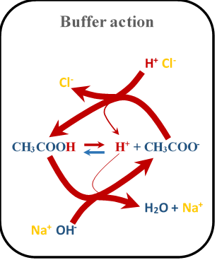 el ecanismo de la acción del tampón de sangre se ilustra con la ayuda del tampón H2CO3/HCO3-