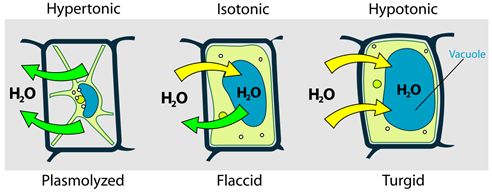 A hypertonic solution causes plant cells to release water and become plasmolyzed. An isotonic solution has water flowing in and out of the cell equally and becomes flaccid. A hypotonic solution causes water to flow into the cell and become turgid.