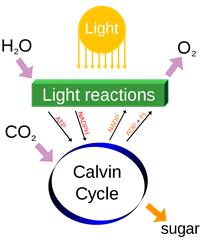 Ejemplo de fotosíntesis y reacción endotérmica