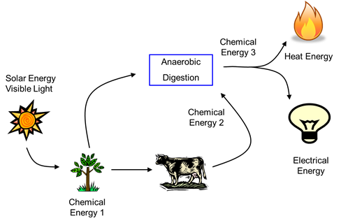 An illustration shows solar energy as visible light becomes chemical energy through photosynthesis. Another chemical energy is made from cows consuming the plants. Through anaerobic digestion, both the first and second forms of chemical energy become a third chemical energy which can be used for heat or electrical energy.