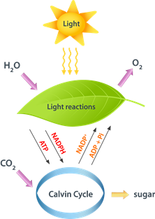 Transferencia de energía de la luz solar a la energía química.