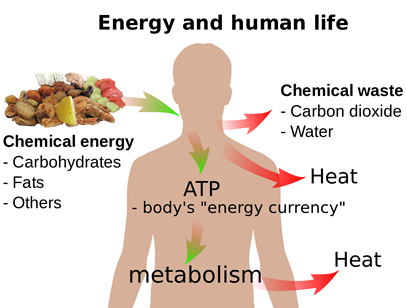 Metabolismo -conversión de energía química en alimentos a calor y trabajo