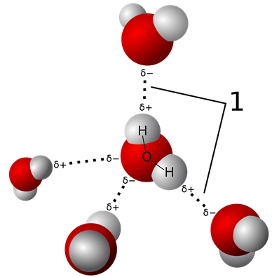 Hydrogen bonding in water showing an attraction of positive hydrogen and negative oxygen.