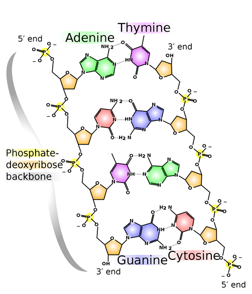 Hydrogen bonding in DNA showing the bonding on adenine to thymine and guanine to cytosine.
