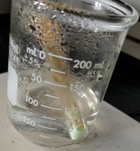 Suspensión amarillenta de azufre y dióxido de nitrógeno de color marrón formada durante la disolución de sulfuros de cobre y bismuto en aqua regia.