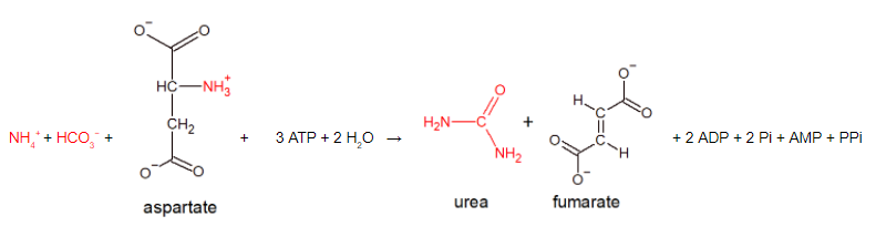 urea cycle net reaction.PNG