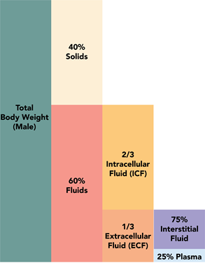 A male's total body weight is 40% solids and 60% fluids. Fluids are 2/3 intracellular fluid and 1/3 extracellular fluid. Extracellular fluid is 75% interstitial fluid and 25% plasma.