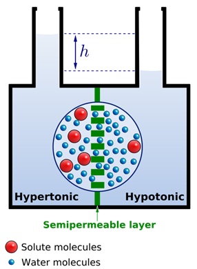 A hypertonic solution and hypotonic solution are separated by a semipermeable membrane in a single container. The height of the hypertonic solution is higher than the hypotonic solution.