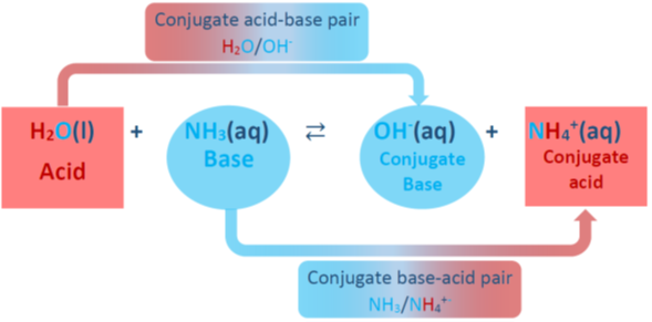 Ilustración de pares de bases ácido/conjugado con el ejemplo de NH4+/NH3 y H2O/OH-