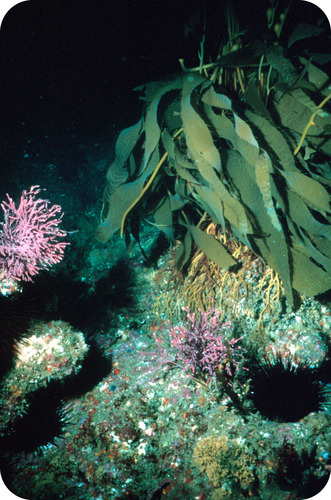El yodo se puede encontrar en las algas