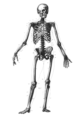 El esqueleto humano está hecho de compuestos similares a las ostras
