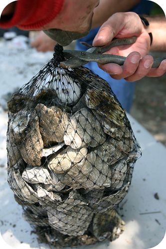 Oysters are made out of calcium compounds
