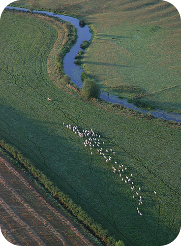Sheep herds are like protons and electrons