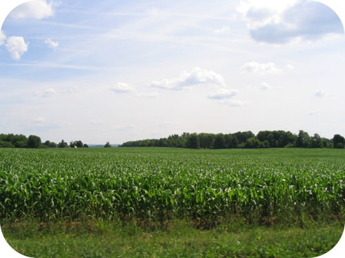 Picture of a farm