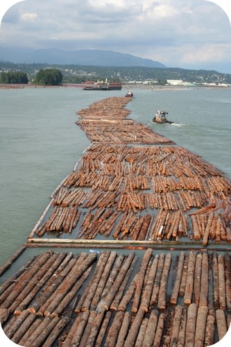 Logs floating in a river