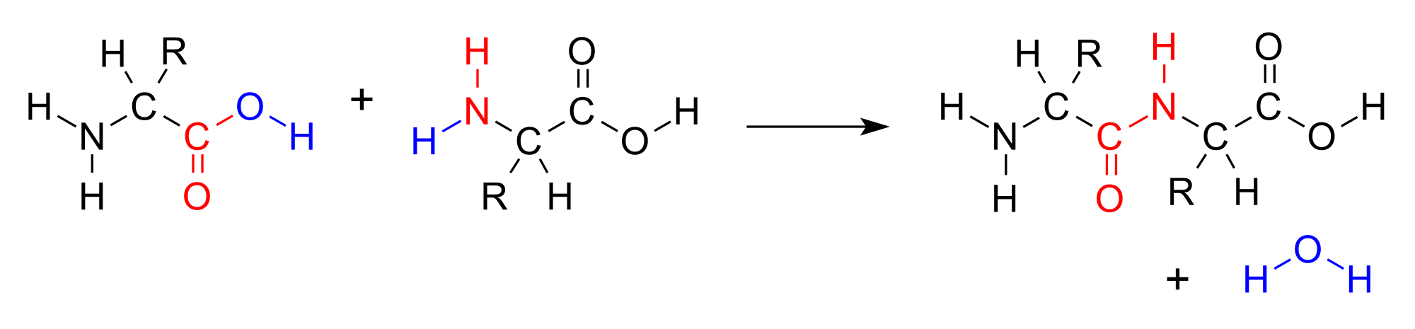 Estructura de una reacción de condensación genérica