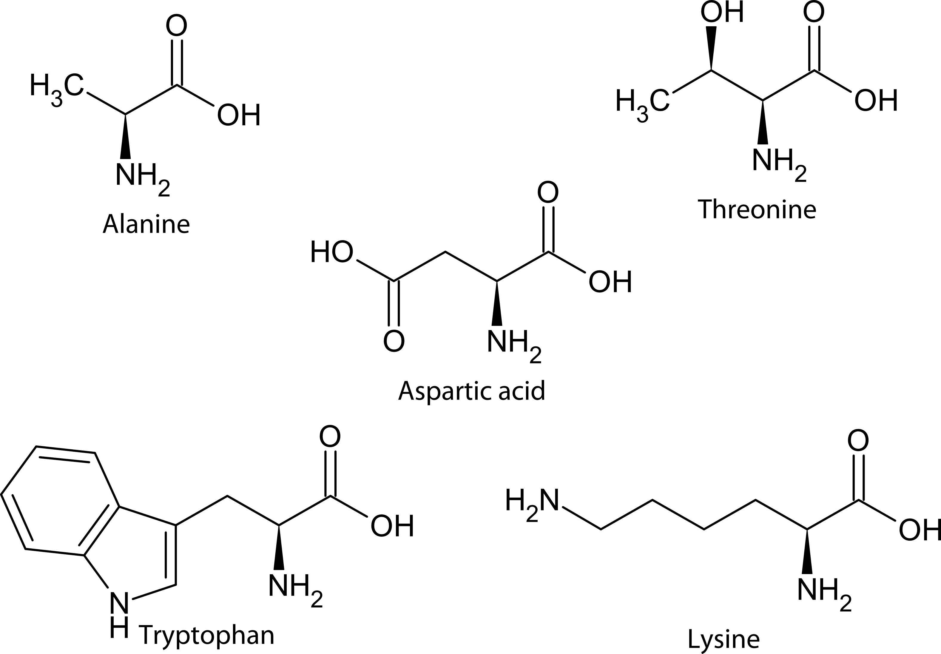 Structure of five biologically relevant amino acids