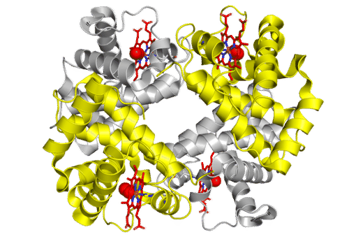 Ribbon diagram of hemoglobin