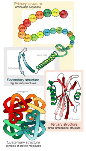 Diagram of the four levels of protein structure
