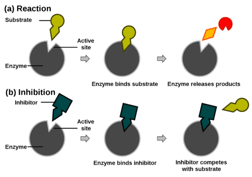 Diagram illustrating competitive inhibition