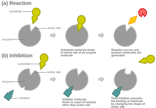Diagram illustrating non-competitive inhibition