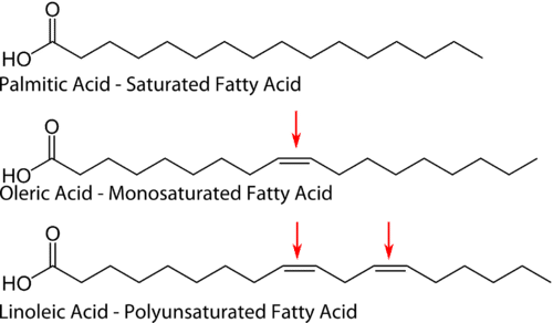 Example structures of saturated, monounsaturated, and polyunsaturated fatty acids