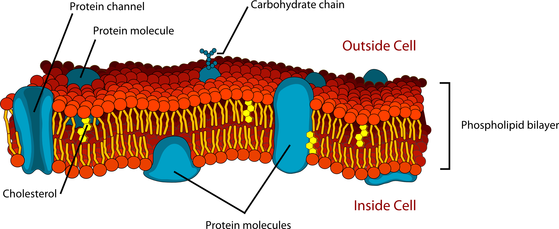 Structure of a phospholipid cell membrane