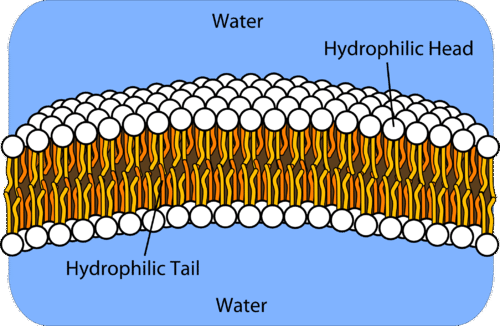 Basic structure of a lipid bilayer