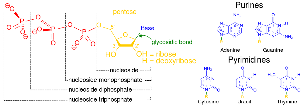 Structure of different nucleotides
