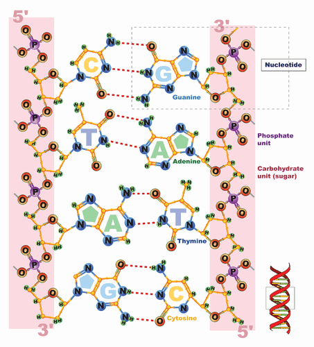 Structure of DNA base pairing
