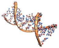 Estructura de la doble hélice de ADN
