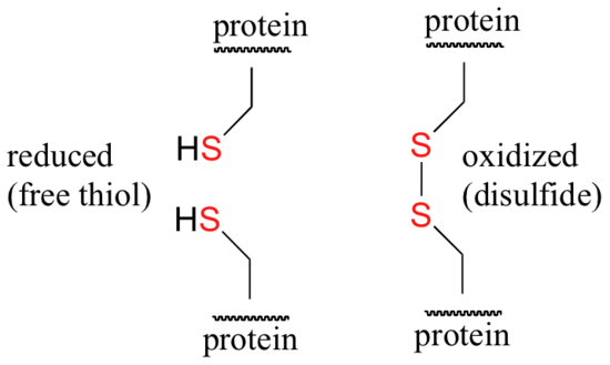 Molecular structures of a reduced, free thiol on the left and an oxidized disulfide on the right