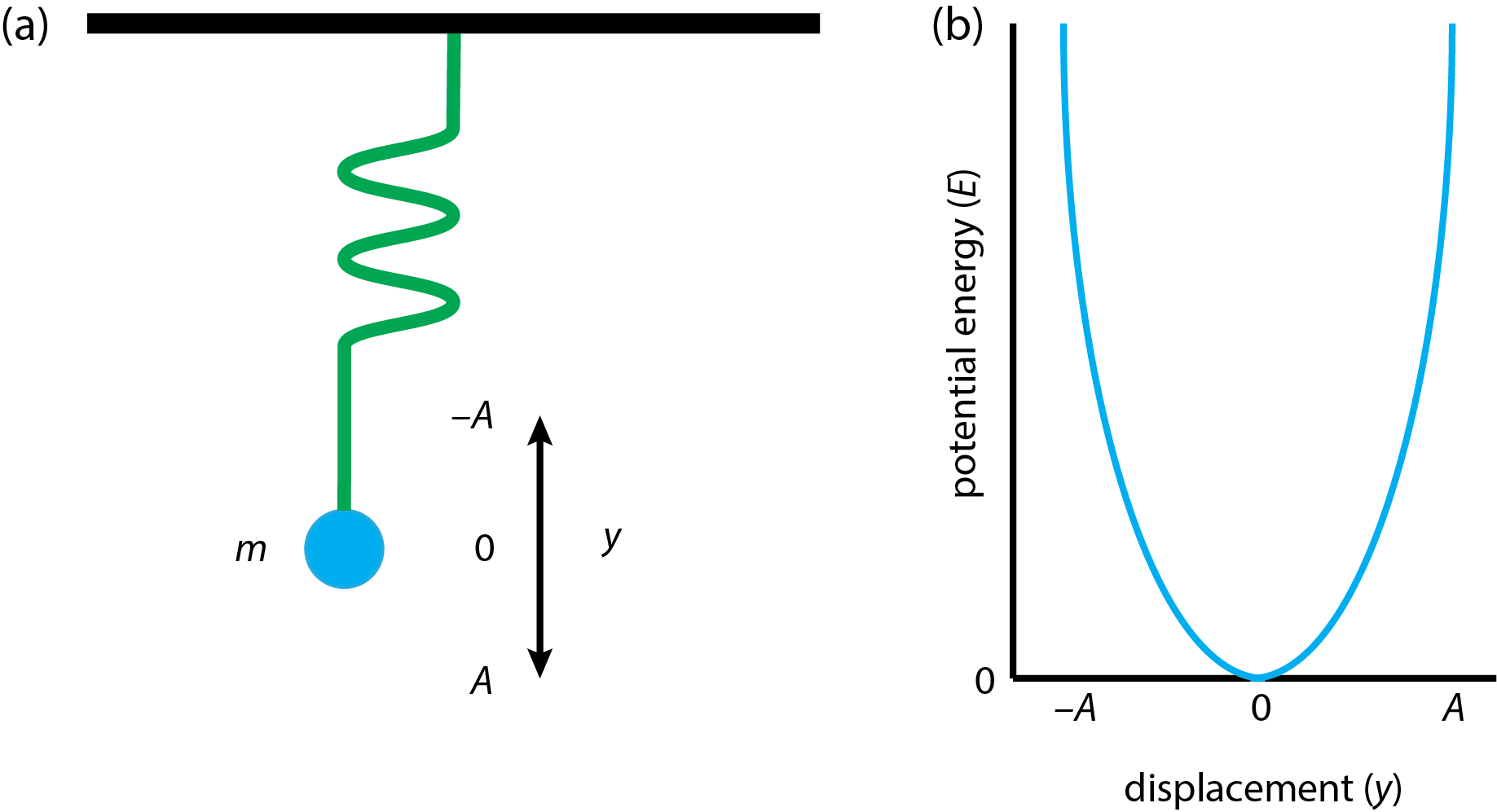 El modelo para un oscilador armónico simple se muestra en (a) y su energía potencial en función del desplazamiento se muestra en (b).