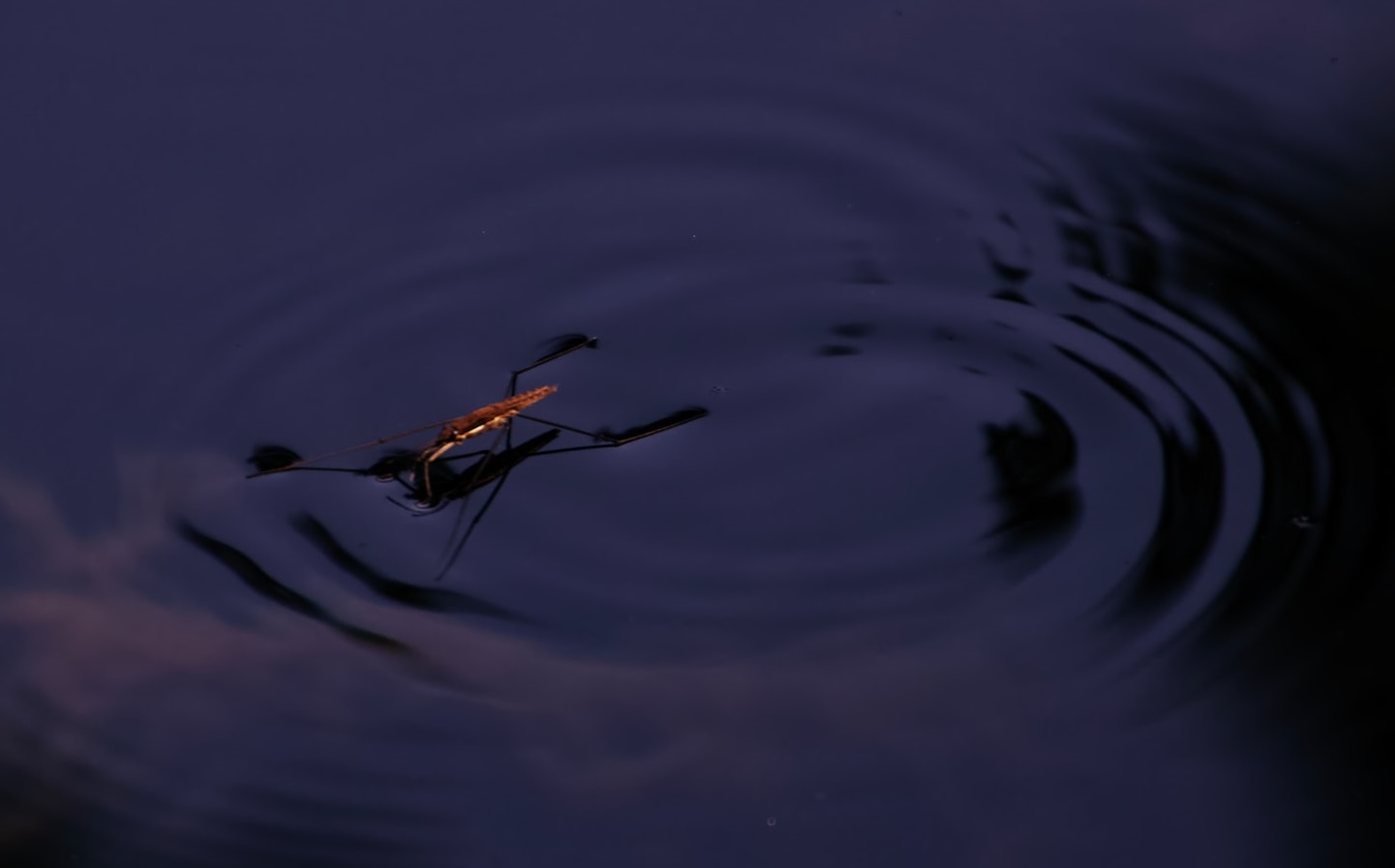 Insectos en la parte superior del agua.