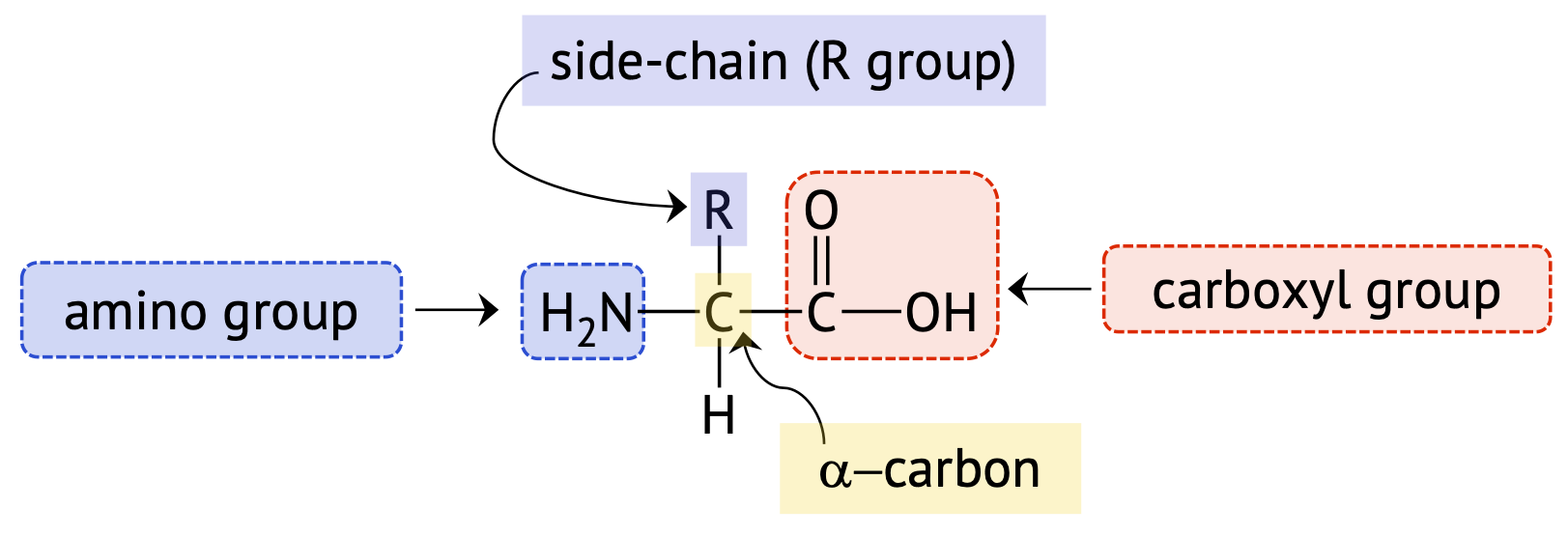 LibreTexts amino acid Figure for Chapter 18.3.png