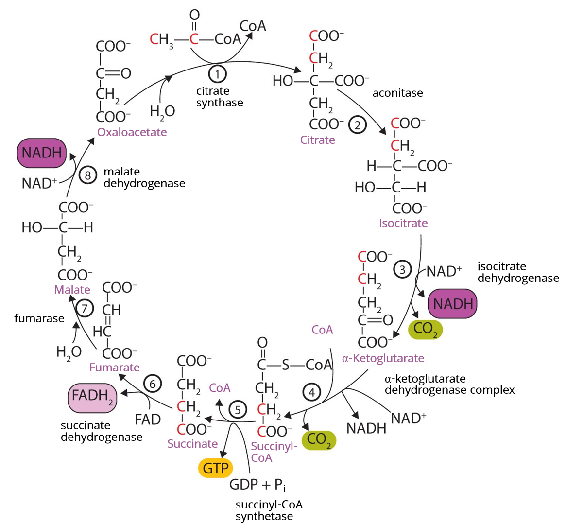 citric acid cycle trace.PNG