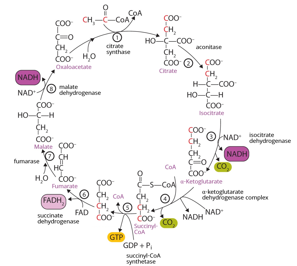 citric acid cycle trace.PNG