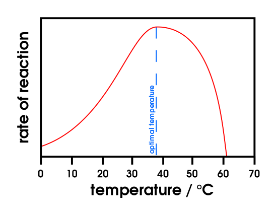 Effect_of_temperature_on_enzymes.svg.png
